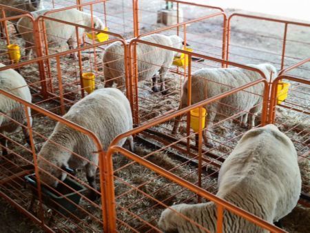 Bully Kraal Gate 1500 x 0980 W